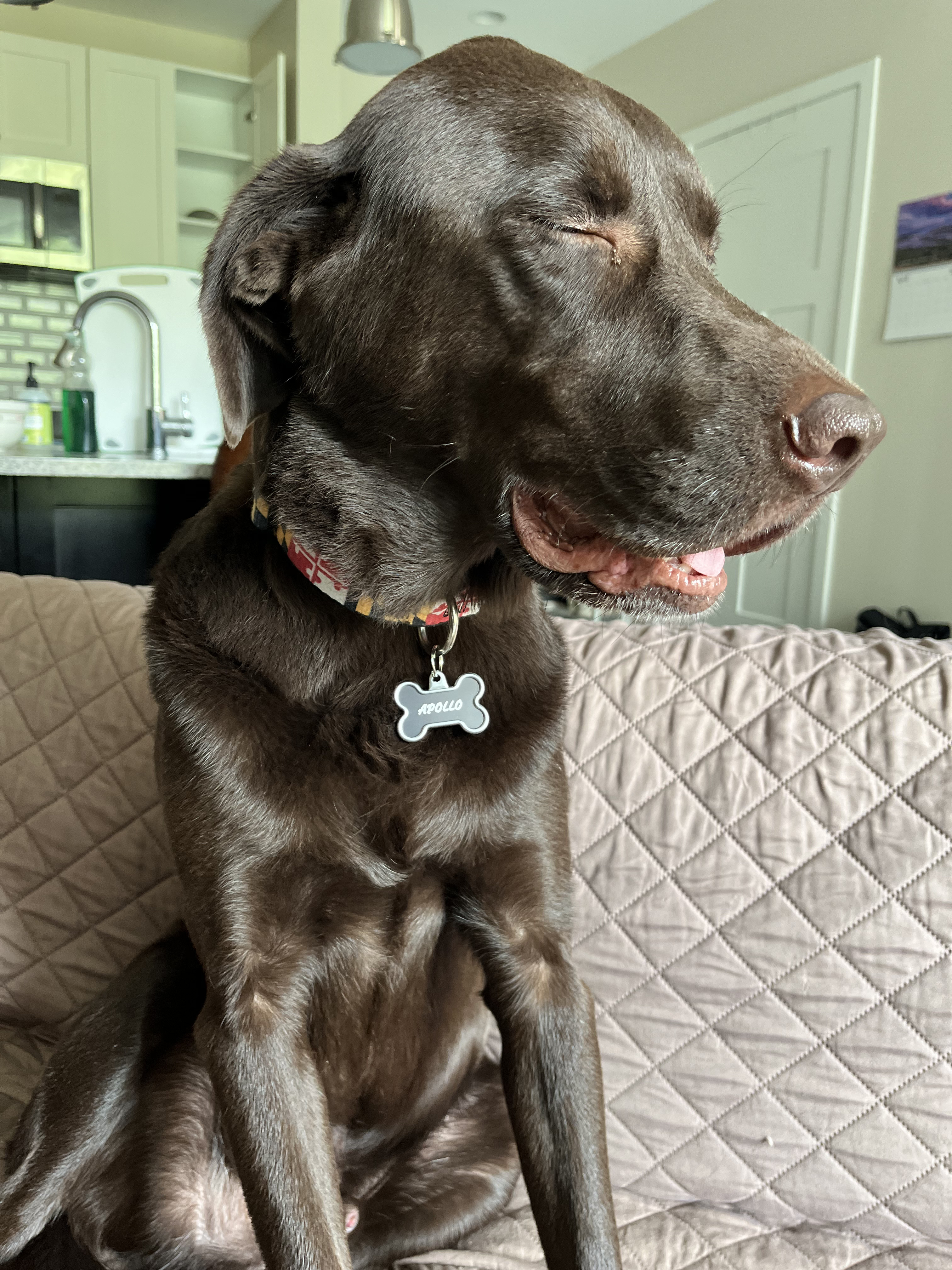 Apollo at home